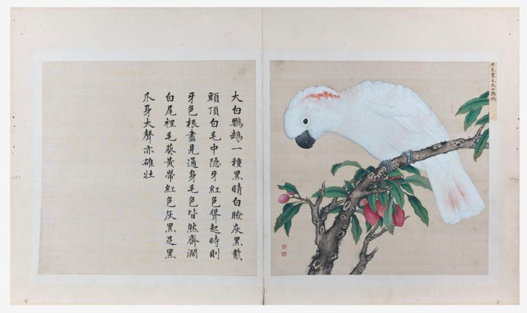 Encre polychrome sur soie de l’album « Niao Pu » (Manuel des oiseaux)